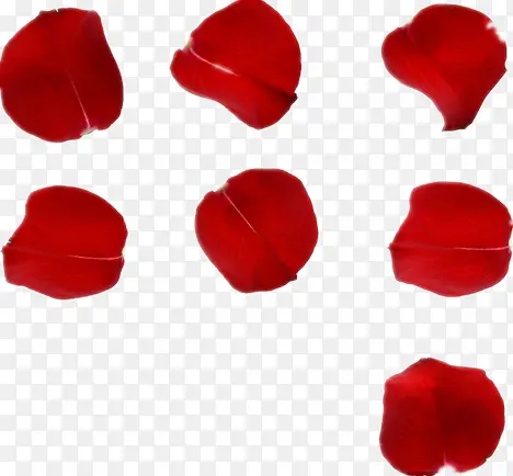 ��ɫõ�廨��-������