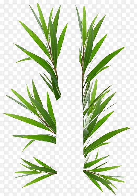 ������Ҷǧ��Ҷ���޲���-������