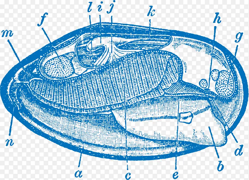 ����ʶ-������