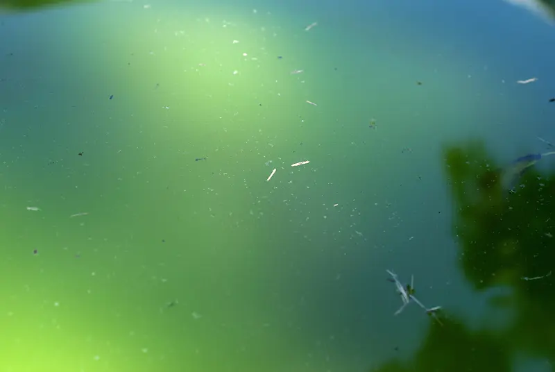 ��Ⱦ��ˮ�汳��-������