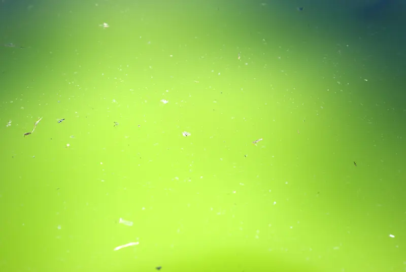 ��ɫ��ˮ����-������