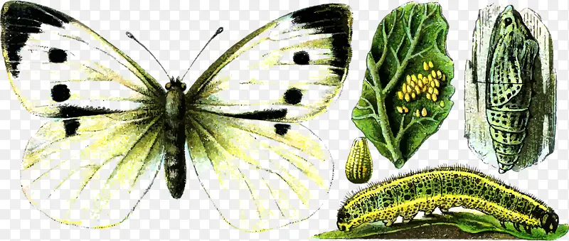 װ���ز�-������