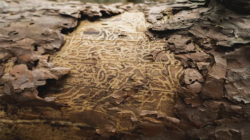 ��ʯ������Ⱦ������Ӱ-������