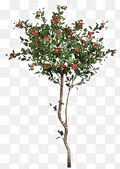 �����ӣ����-������