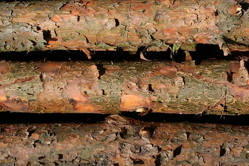 ����ľ׮��Ӱ-������