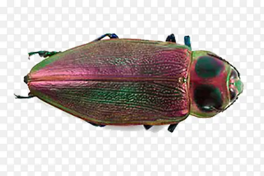 ���Ӽ׿ǳ�-������