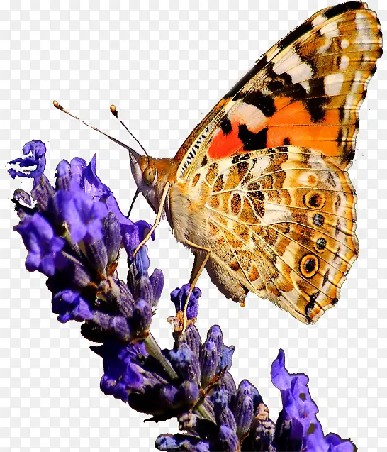 ��ɫ�����Ա���ͼ-������