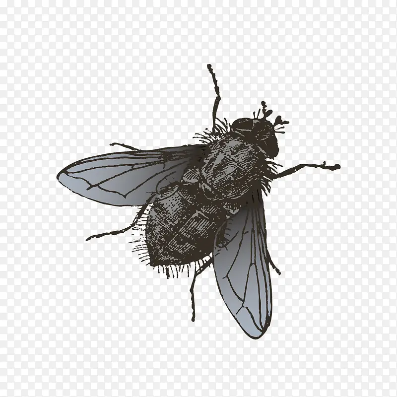 ��ɫ��Ӭ-������