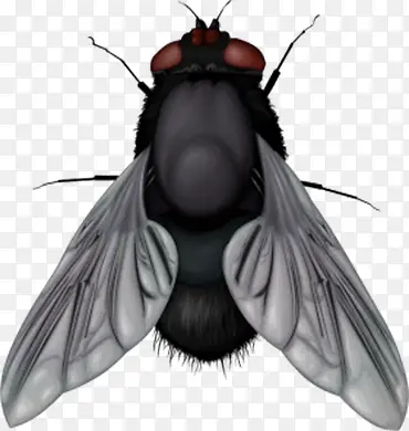 ��Ӭ͸��ȥ���ز�-������