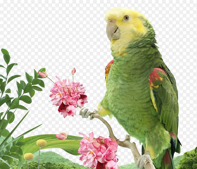 ���ĺ���-������