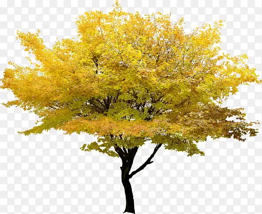 ������ҶƮɢ����-������