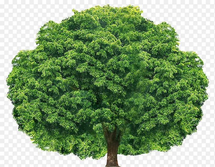 ����Բ�ξ��۴���-������