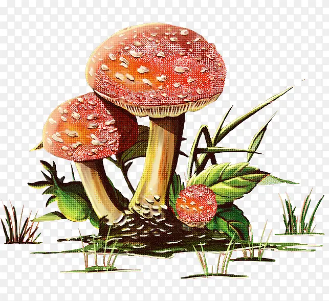 �ֻ�Ģ��Ҷ��С��-������