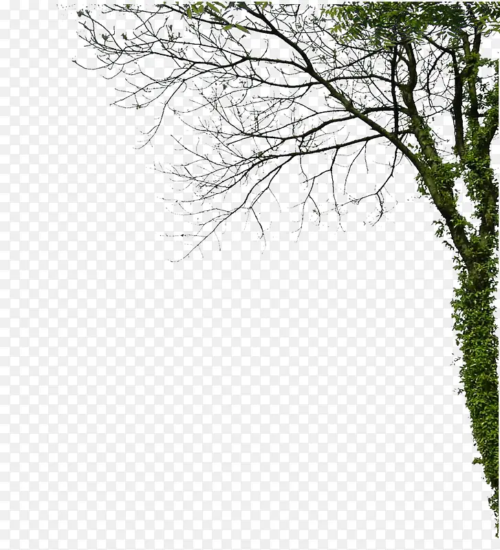 �侰������֦����-������