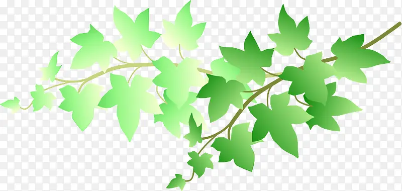 ��ͨӫ����Ҷ��֦-������