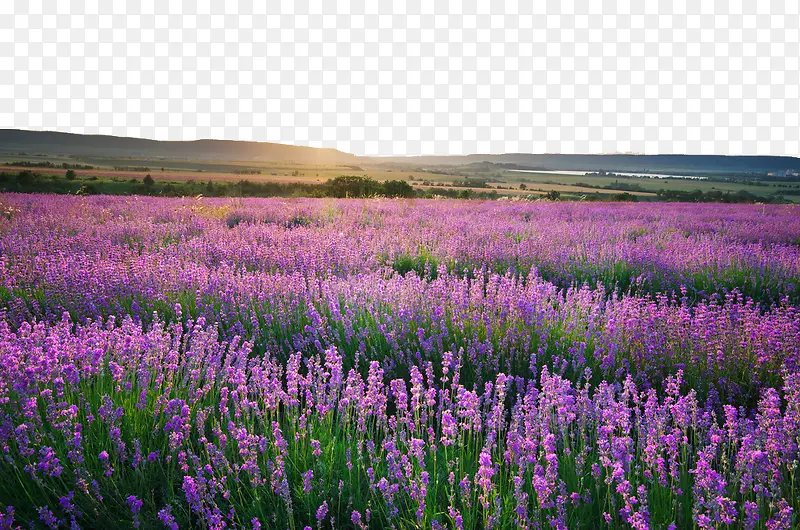 Ϧ���µ�޹�²ݻ����ز�-������