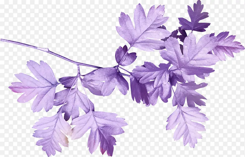 ��֦-������