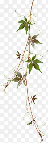 ֦Ҷ-������