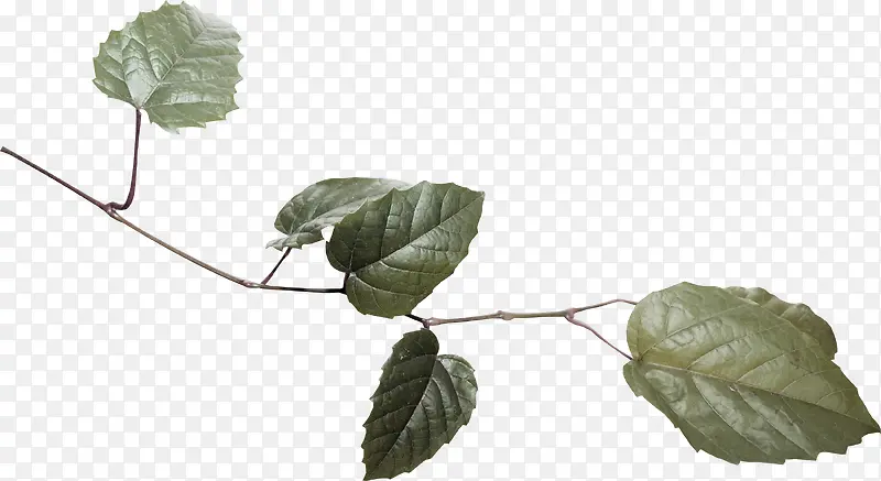 ��Ҷװ��-������