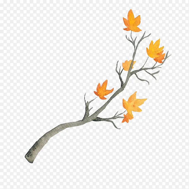 ��֦��Ҷ-������