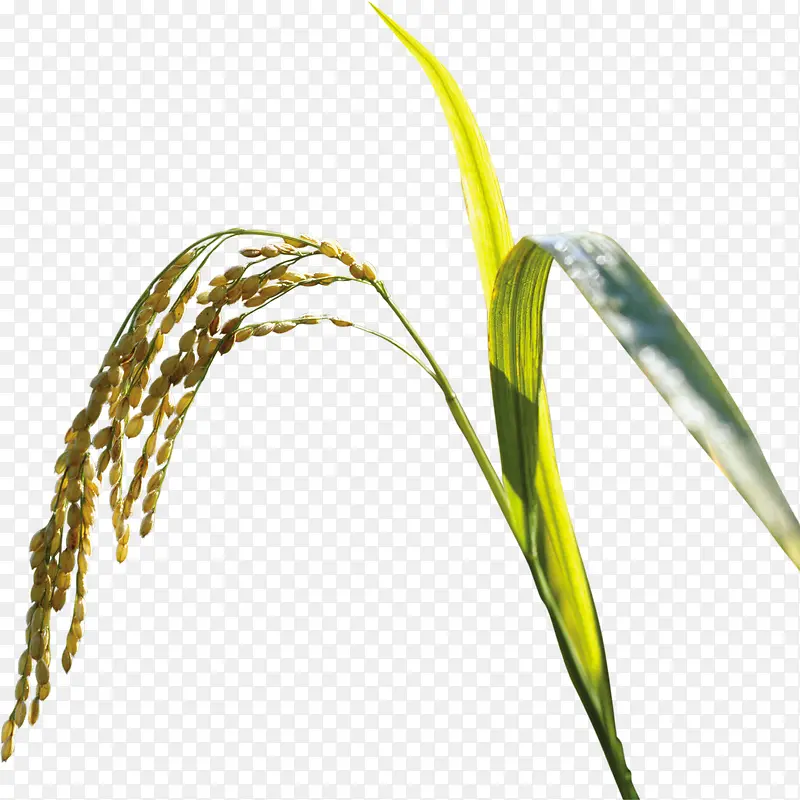 ����С�������Ӱ-������