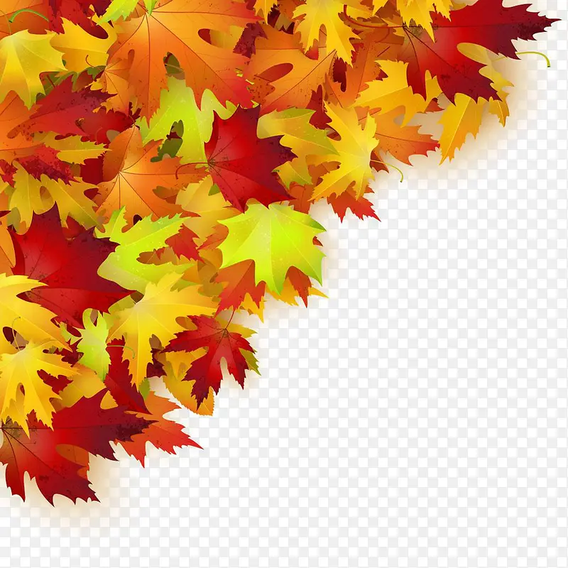 ��Ҷ����װ��-������