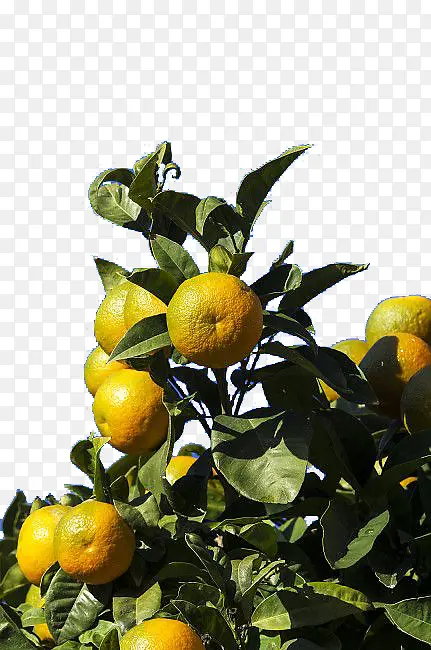 ����-������