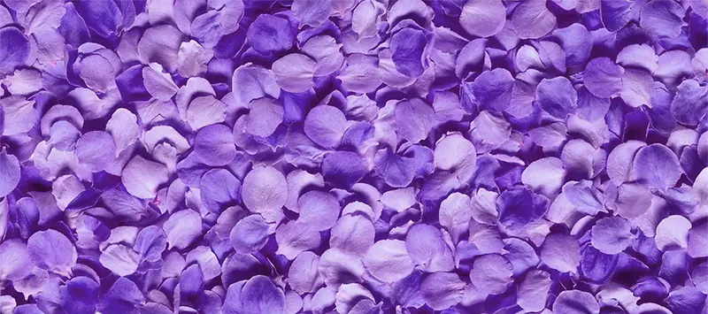 ޹�²ݱ���-������