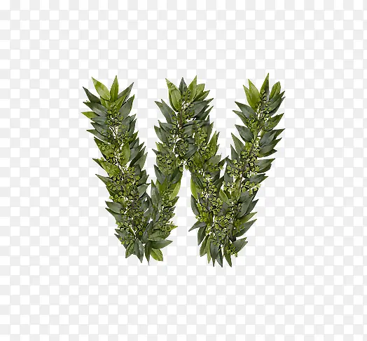 ��Ҷ��ĸw-������