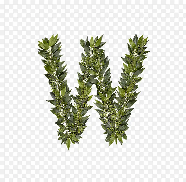 ��Ҷ��ĸw-������