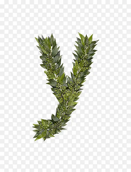 ��Ҷ��ĸy-������