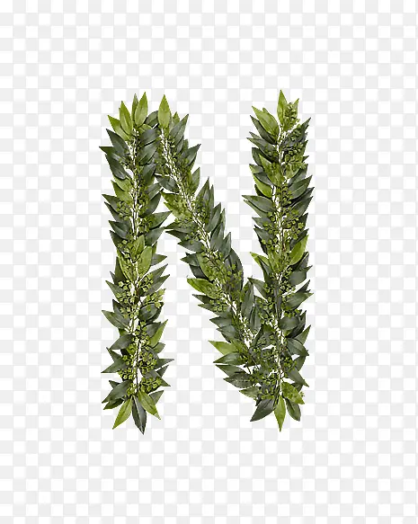 ��Ҷ��ĸn-������