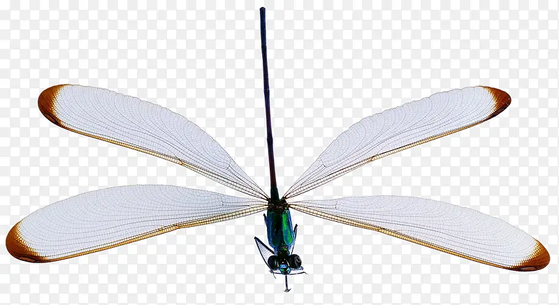 ��ɫ����-������