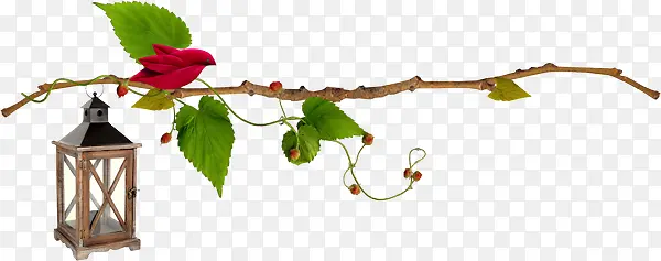 ������Ҷ��֦-������