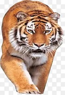 ���ߵĳ�ɫ�ϻ��ز�-������