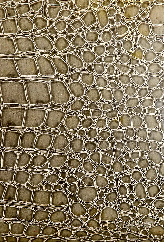 ��Ƥ����-������