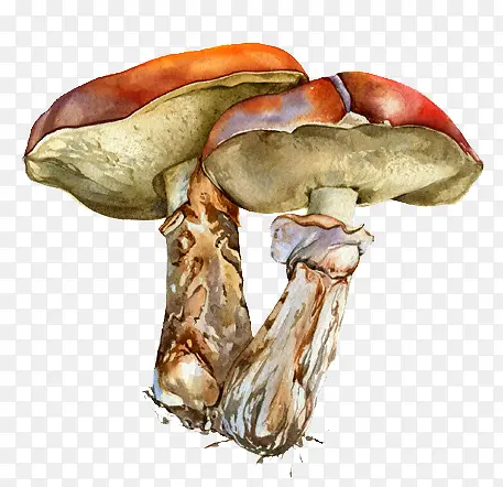 �ֻ�Ģ��ͼ��-������