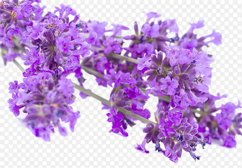 ޹�²ݵĻ�-������