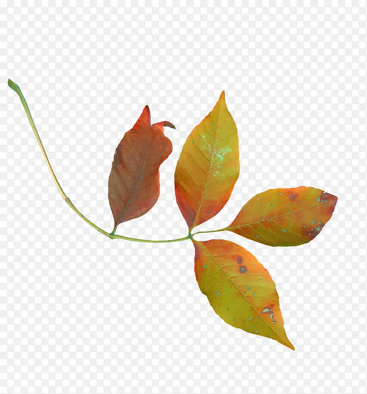 ��ɫ֦Ҷ-������