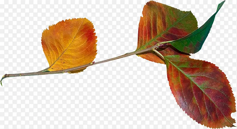 Ư��֦Ҷ-������