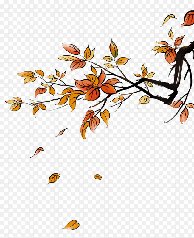 ��֦��Ҷ-������