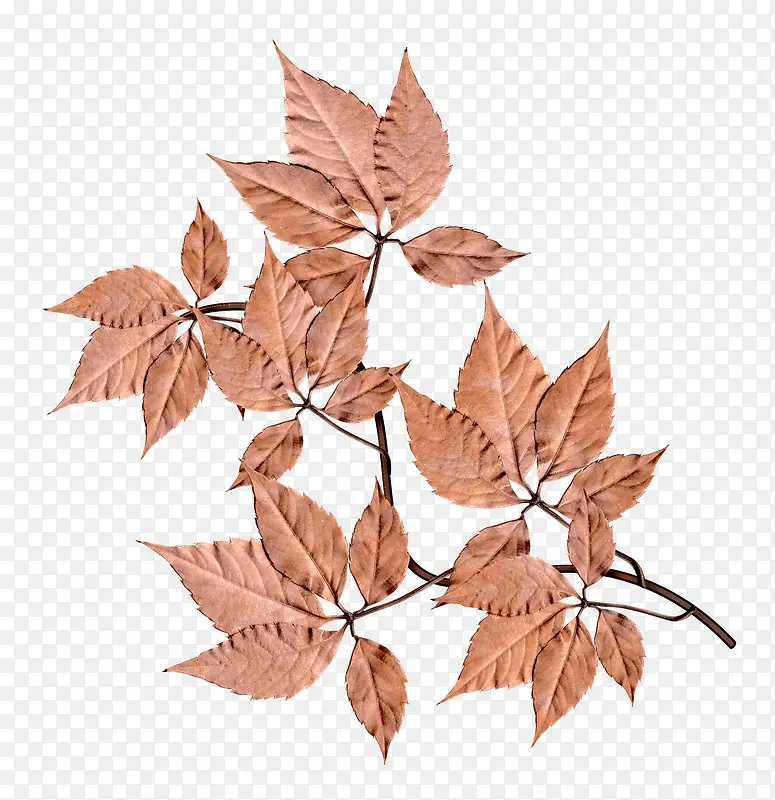 ֦Ҷ-������