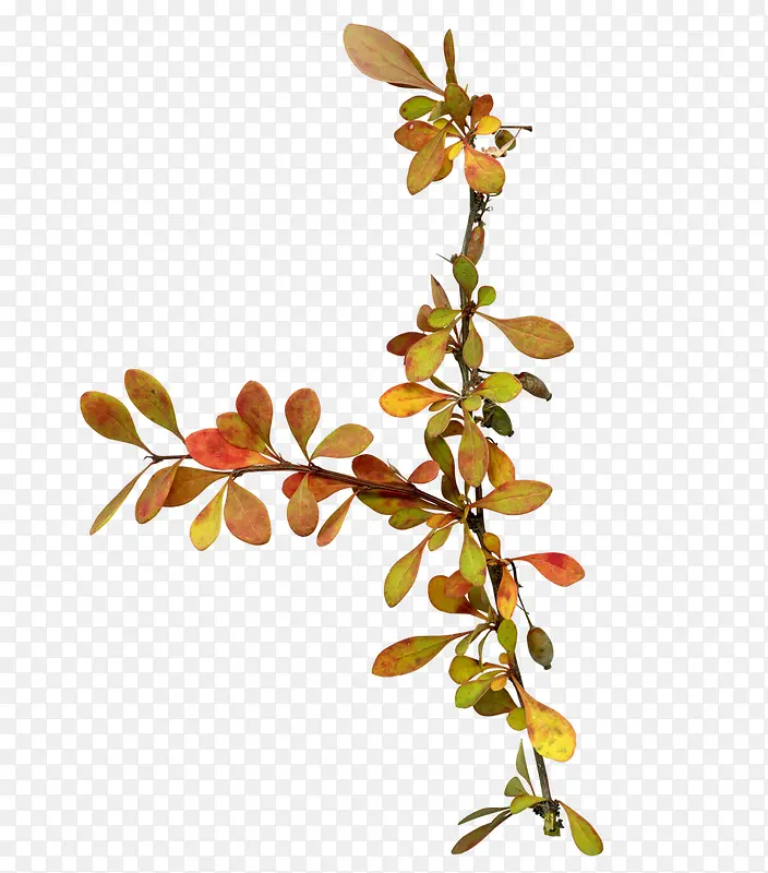 ��֦-������