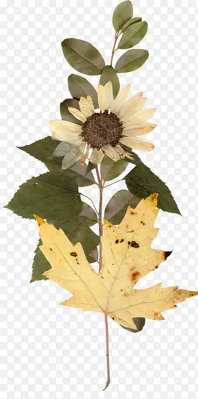 ��֦-������