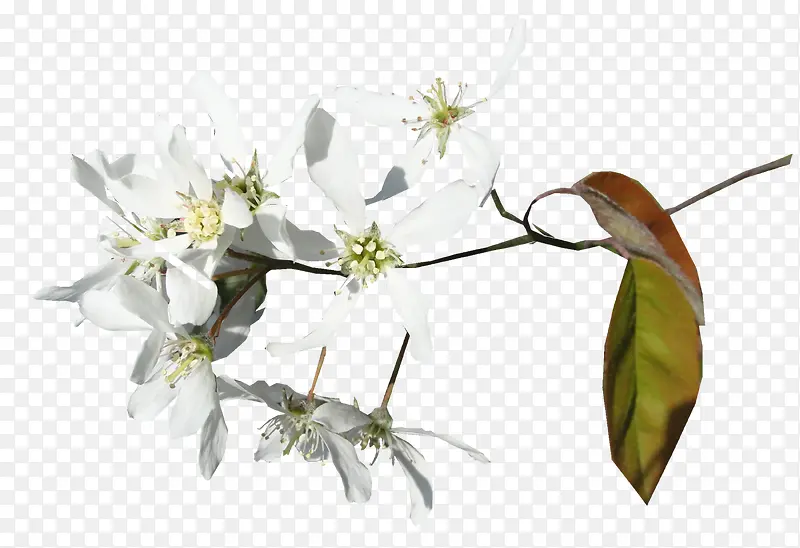 ��ɫ�ʻ�-������