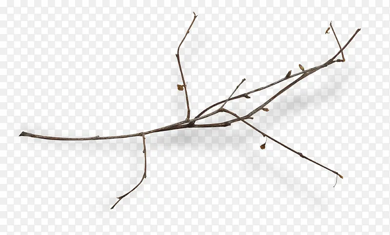 �������ŵ���֦-������