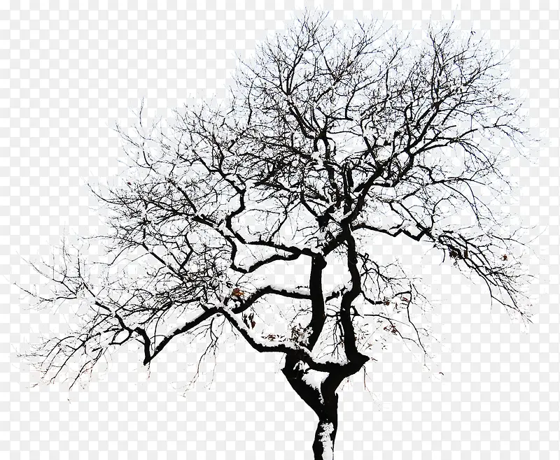 ��ɫѩ��-������