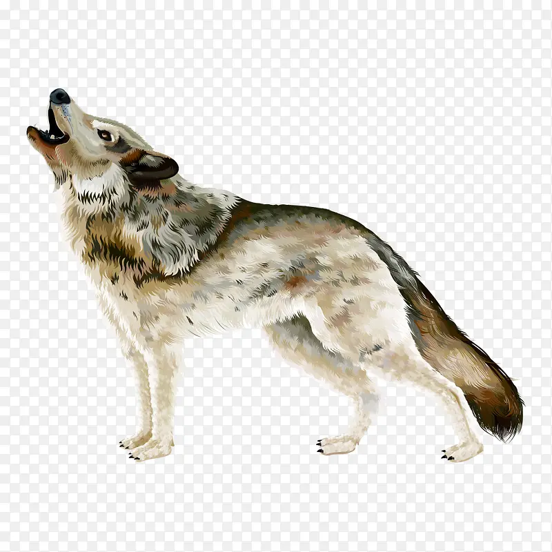 ��ͨ�ǹ�-������