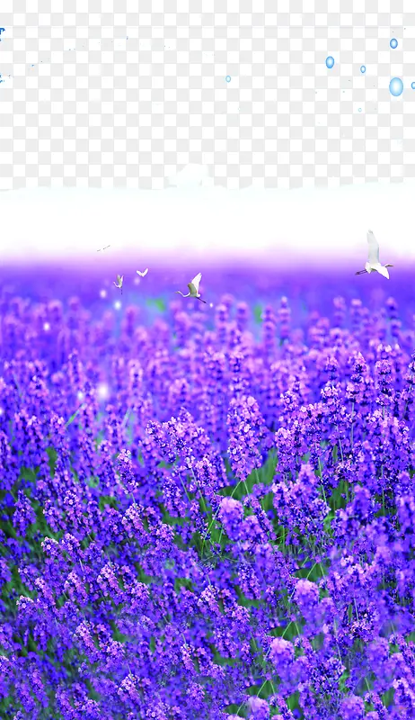 ��ɫ�λ�޹�²ݻ����ز�-������