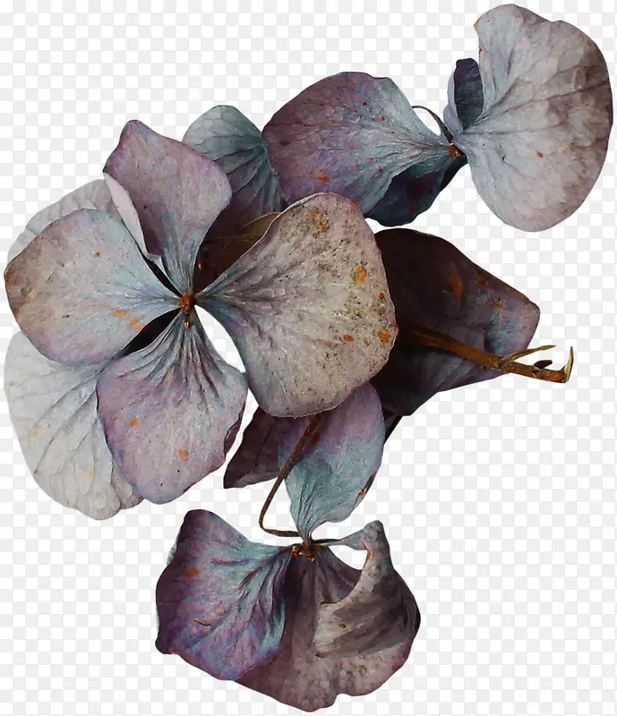 ��Ҷ��-������